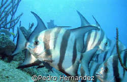 Atlantic Spadefish,Palmas Del Mar Humacao, Puerto Rico by Pedro Hernandez 